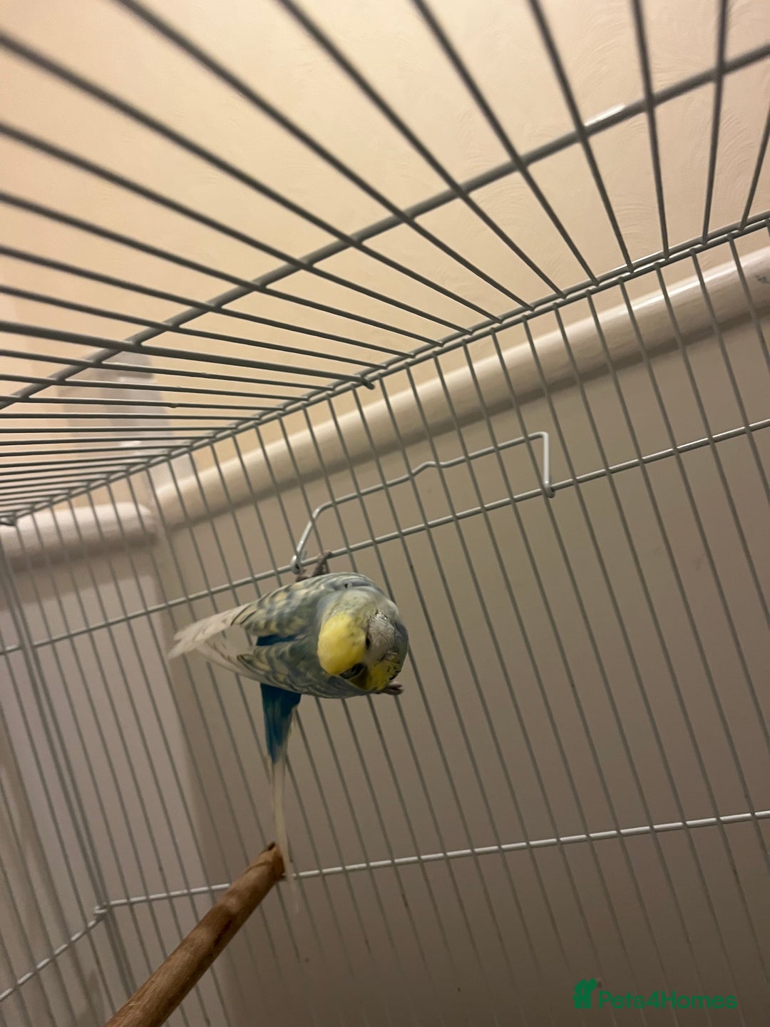 Budgerigars birds for sale: budgerigars - Image 4