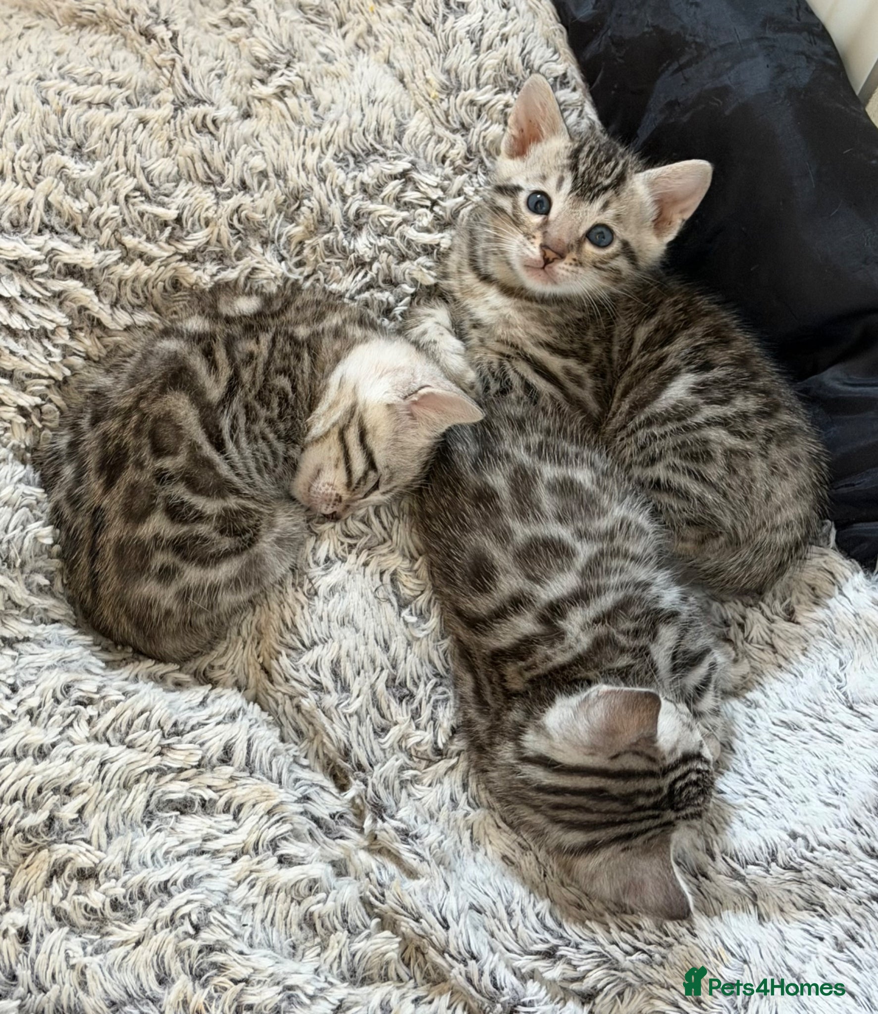 Bengal cats BENGAL 🔥 KITTENS TICA REGISTERED  - Advert 11