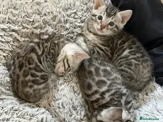 Bengal cats BENGAL 🔥 KITTENS TICA REGISTERED - Advert 11
