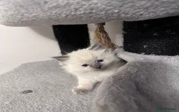 Ragdoll cats for sale: Gorgeous ragdoll kitten - Image 21