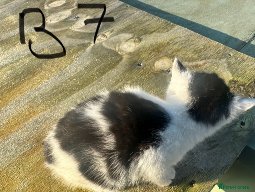 Mixed Breed cats for sale: Adorable Black and White Tuxedo Kittens - Advert 13