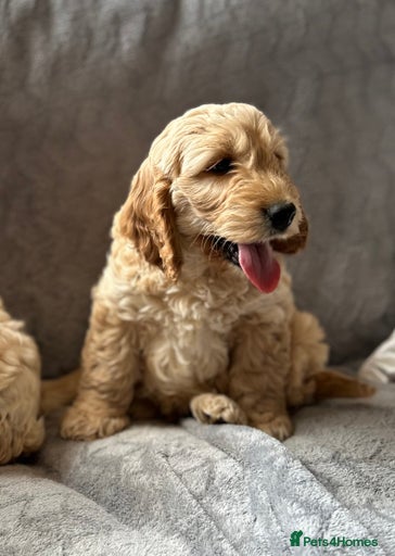 Gallery Image {{count}}