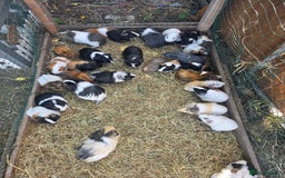 Guinea Pig rodents for sale: Guinea pigs - Image 2