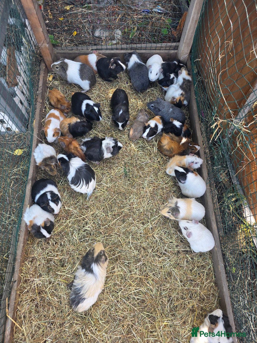 Guinea Pig rodents for sale: Guinea pigs - Image 2