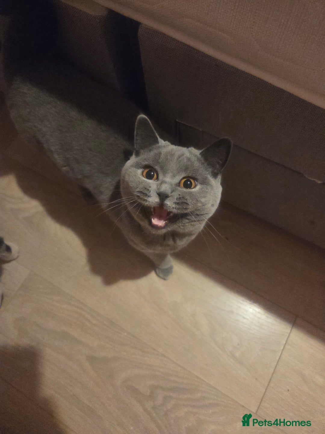 British Shorthair cats for sale: Blue british short hair 8 month old - Advert 2