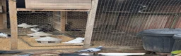 Pigeons birds for sale: Pigeons Mixed Variety  in Ashford - Advert 16