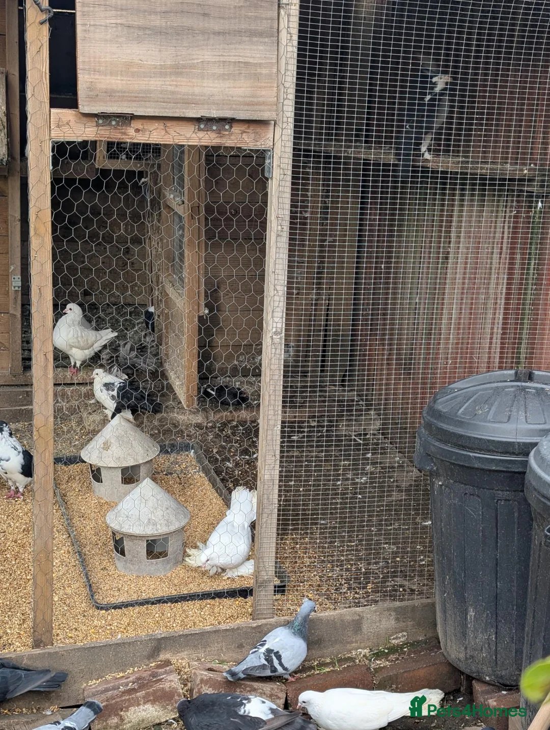 Pigeons birds for sale: Pigeons Mixed Variety  in Ashford - Advert 16
