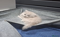 British Shorthair cats for sale: British short hair kittens - Image 10