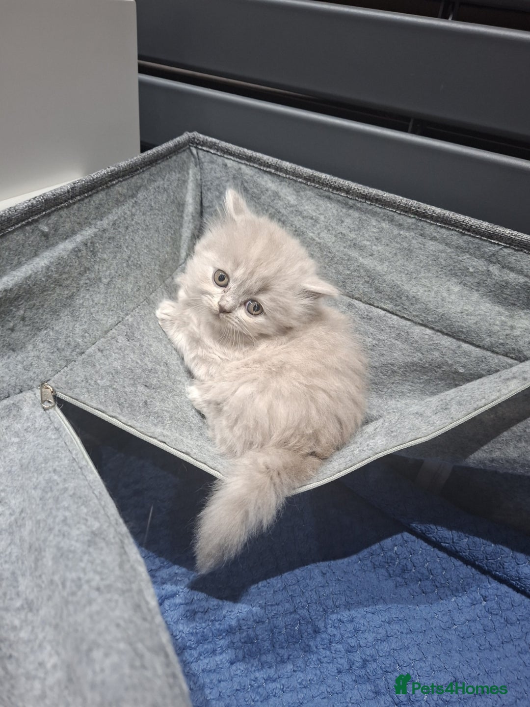 British Shorthair cats for sale: British short hair kittens - Image 10