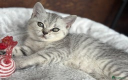 British Shorthair cats for sale: 💎Rare Silver & Spotted BSH Kittens ns 12 & n 24🐾 - Image 21