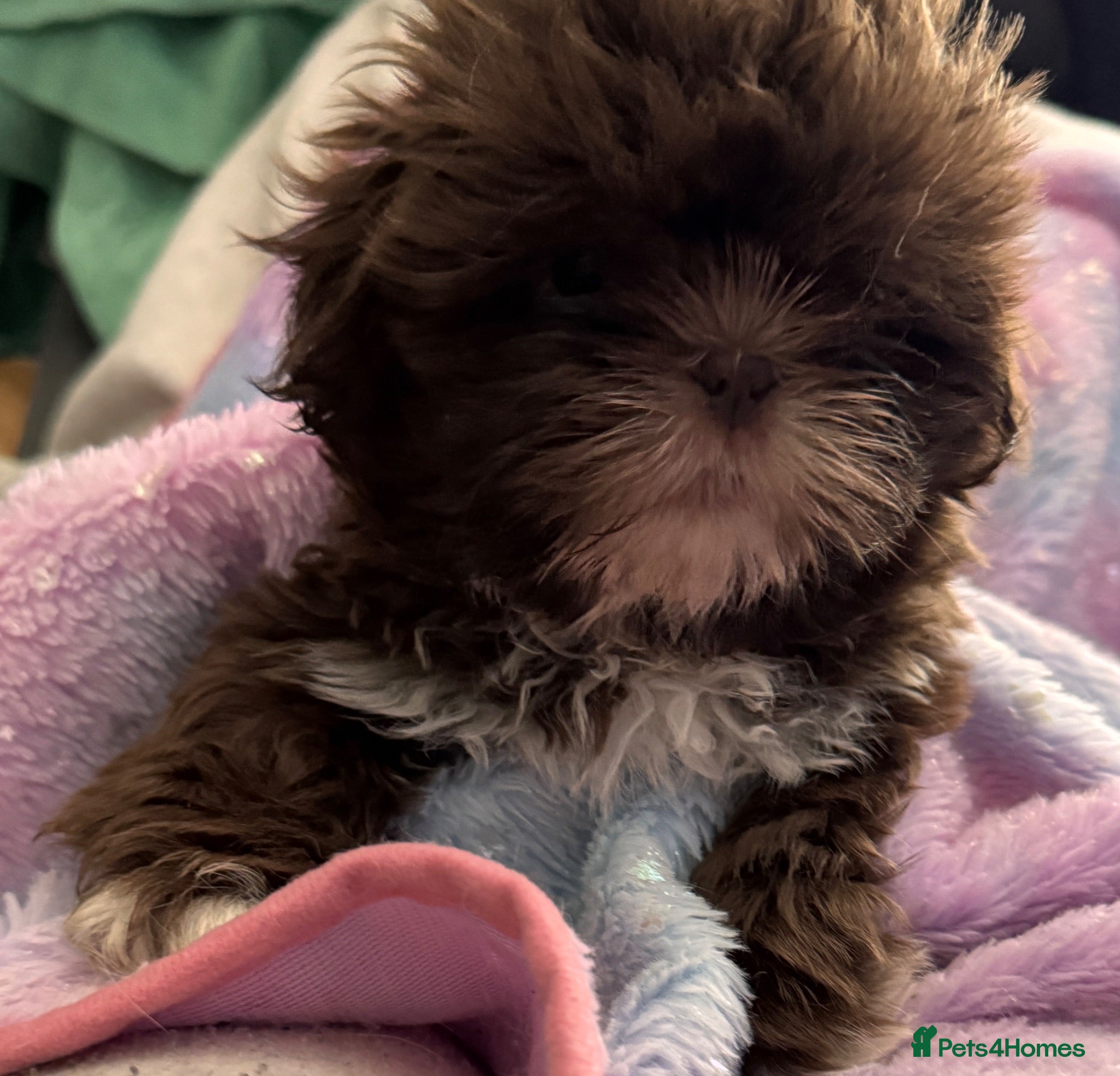 Shih Tzu dogs 2 Shih Tzu girl puppy’s  - Advert 2