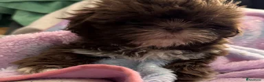 Shih Tzu 1
