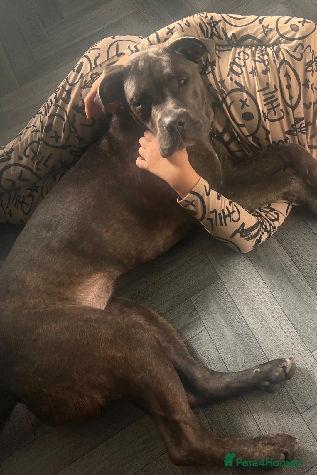 Mixed Breed dogs for sale: Cane corso mix - Advert 3