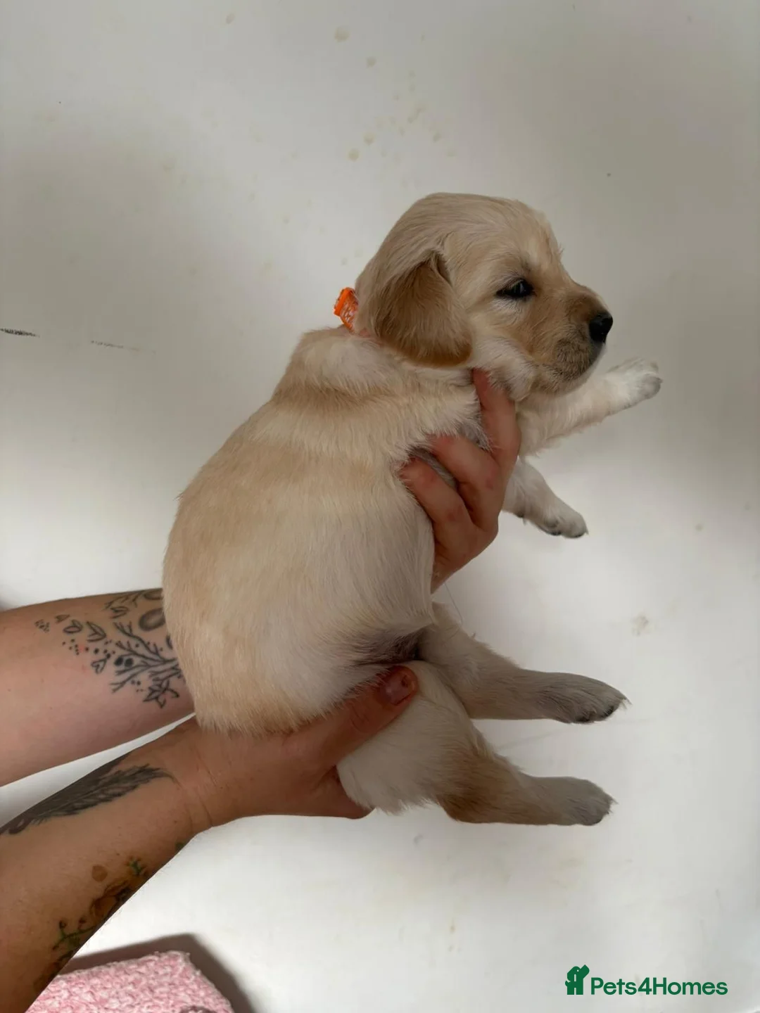 Golden Retriever dogs for sale: Golden retriever puppies  in Peterhead - Advert 2