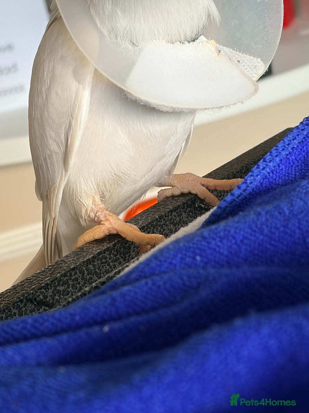 Ringnecks birds for sale: Albino Indian ringneck - Advert 4