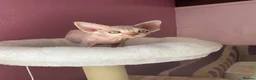 Devon Rex cats for sale: Beautiful pure Devon Rex kittens  - Advert 26