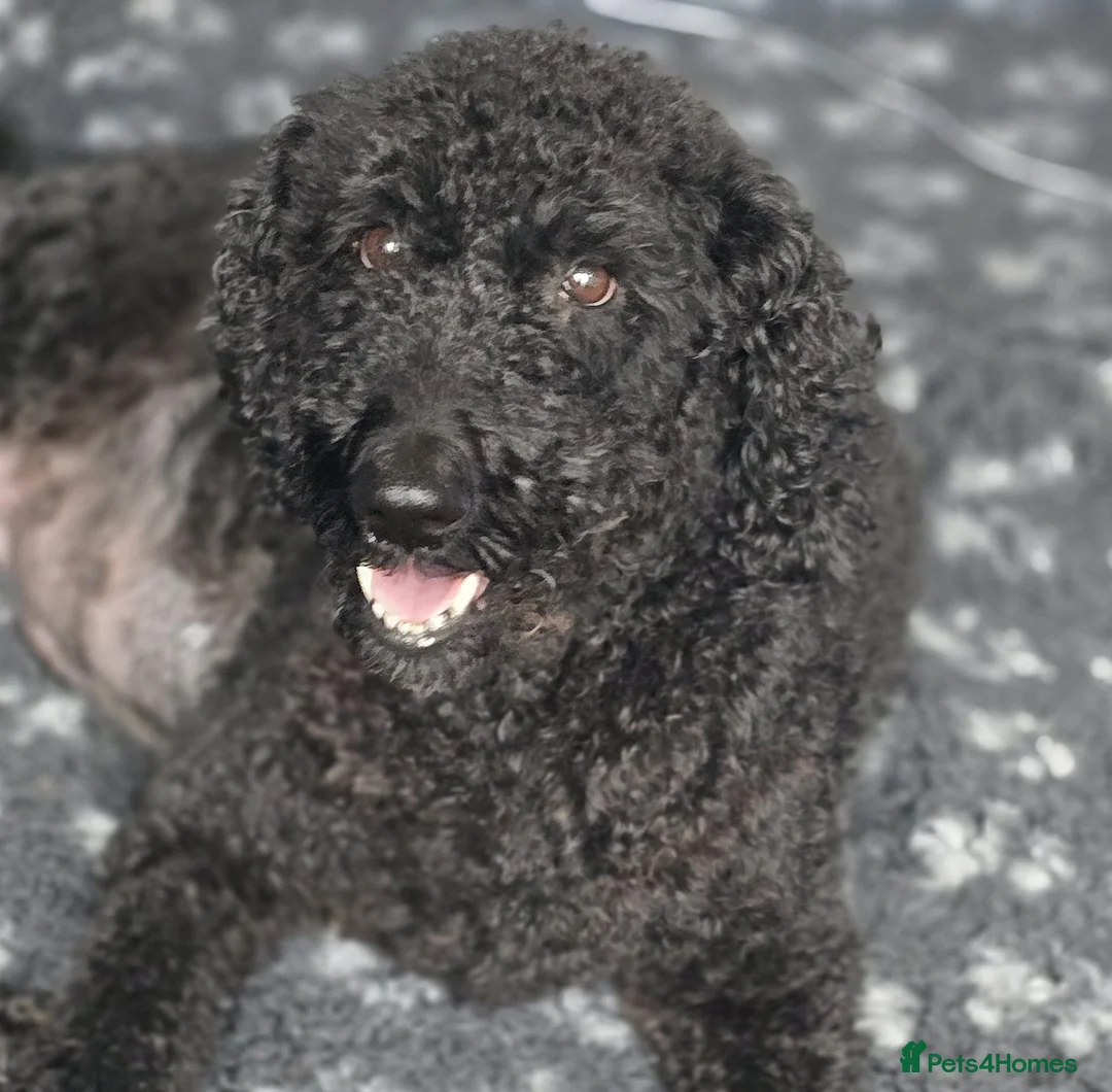 Labradoodle dogs for sale: Black Multigen Labradoodle Puppy - Advert 1