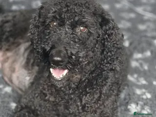 Labradoodle dogs Black Multigen Labradoodle Puppy - Advert 2