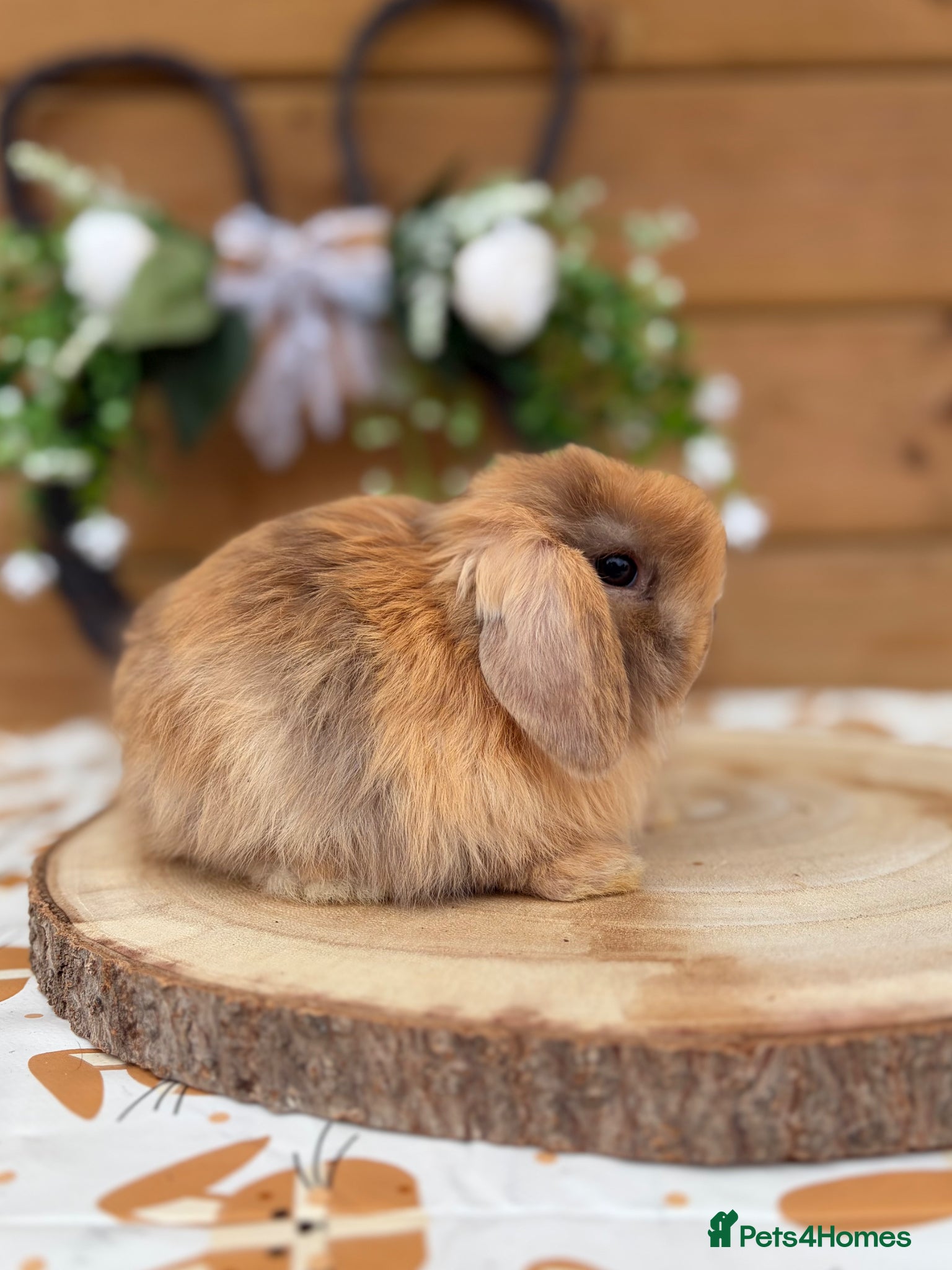 Mini Lop rabbits Well Socialised Mini Lop Babies  - Advert 1