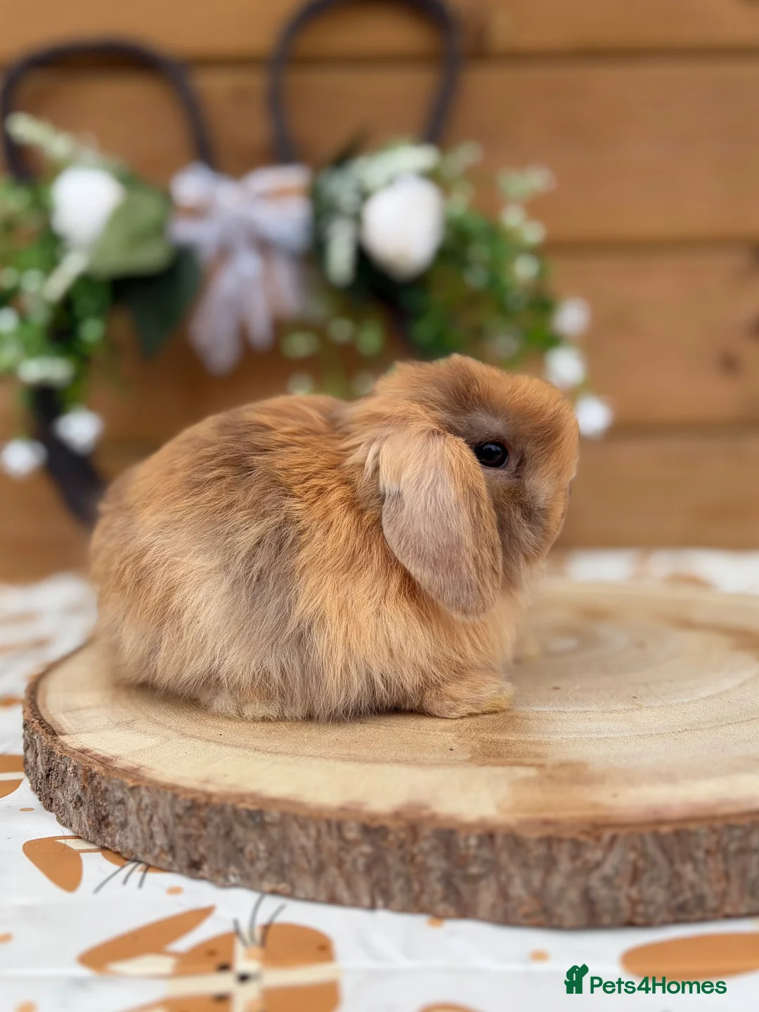 Mini Lop rabbits for sale: Well Socialised Mini Lop Babies  - Advert 1