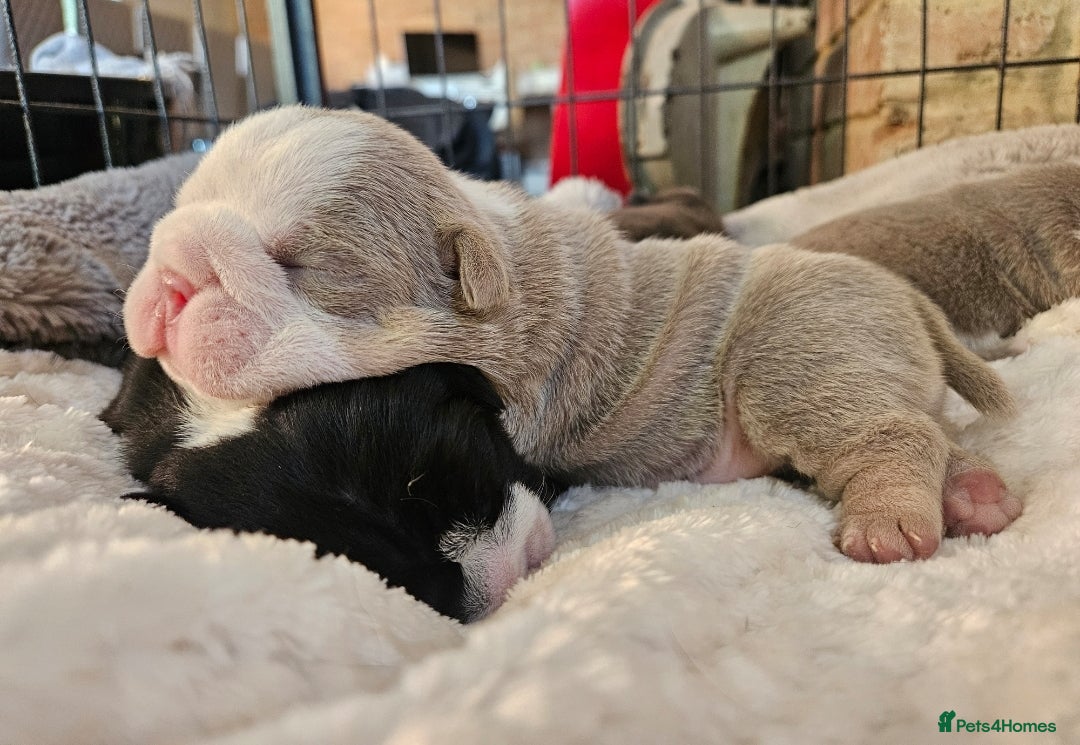English Bulldog dogs for sale: Outstanding KC English Bulldogs, Top Quality Pups - Image 27