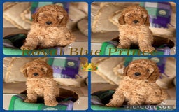 Cavapoo dogs for sale: Extensively Health Tested F1b Cavapoo Puppies   - Image 4