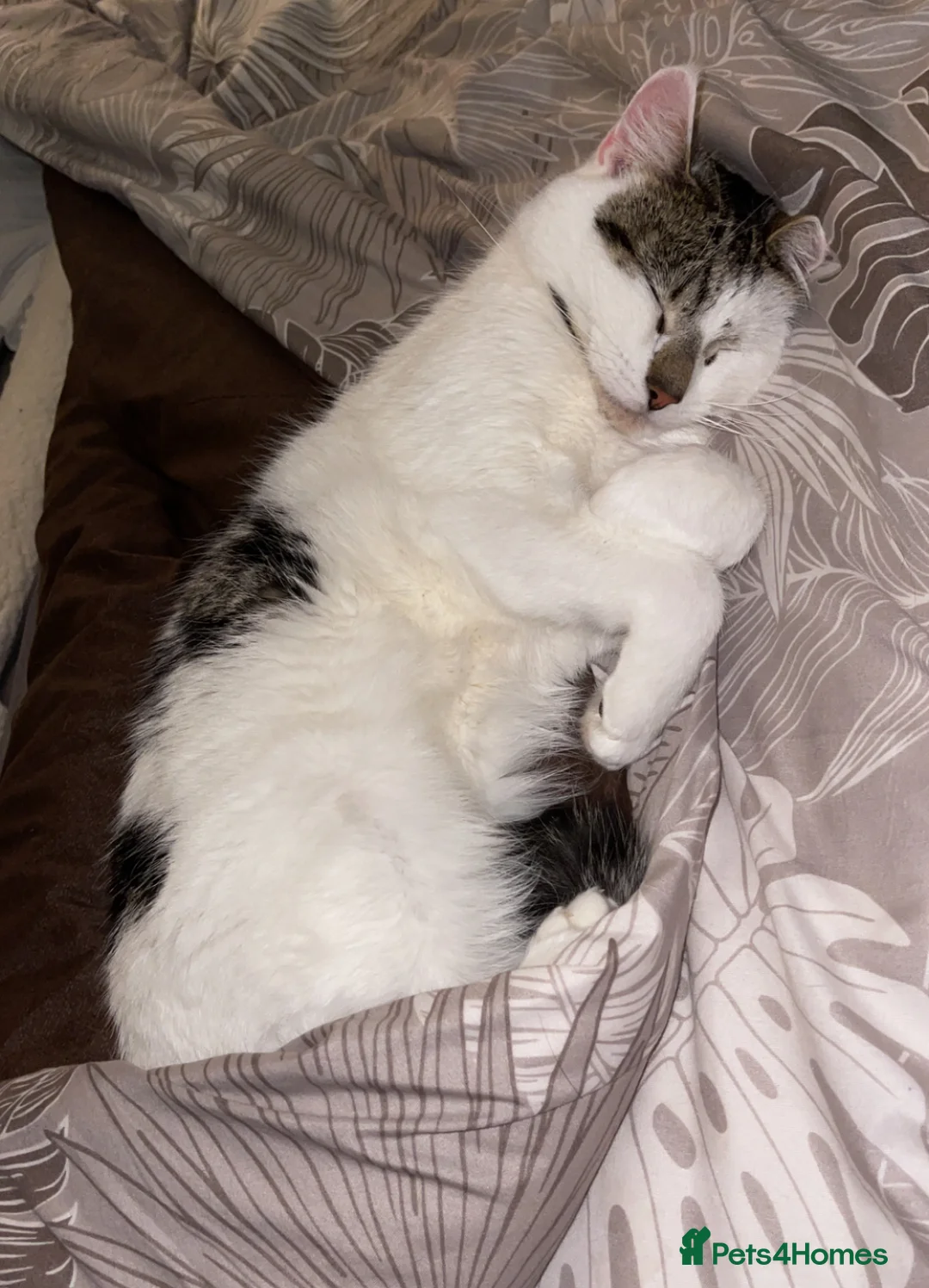 Mixed Breed cats for sale: Beautiful indoor male cat looking for a new home  - Advert 3