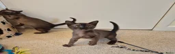 Burmese cats for sale:  Pedigree Brown Burmese Kittens - Advert 5