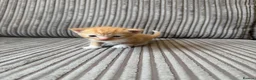Mixed Breed cats for sale: Half ragdoll kittens  - Advert 19