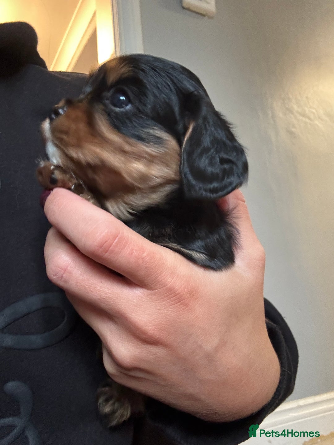 Cavalier King Charles Spaniel dogs for sale: Cavalier King Charles Spaniel  - Image 7