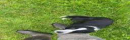 Border Collie dogs for sale: Beautiful border collie bitch pup  in Strathaven - Advert 4
