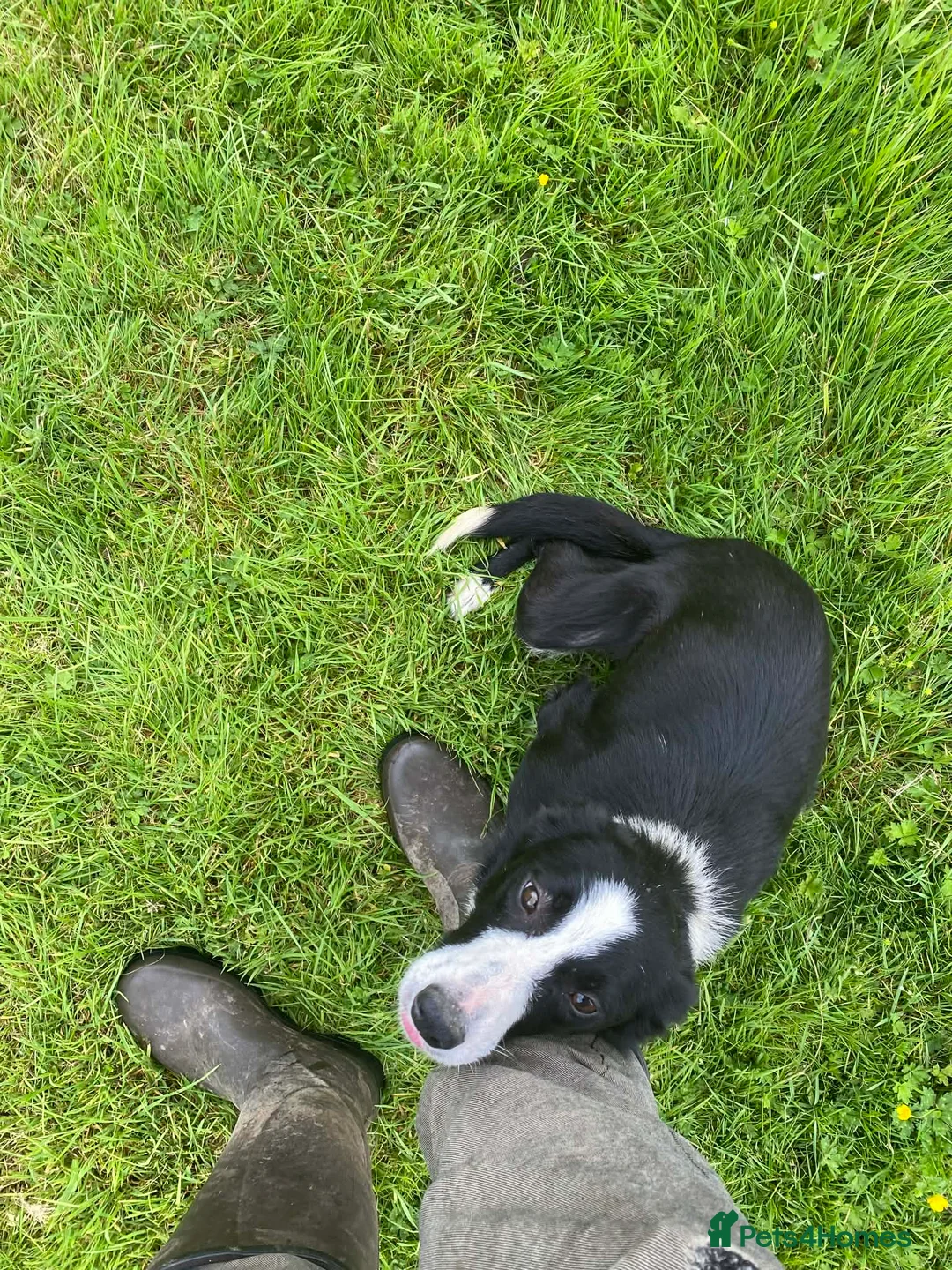 Border Collie dogs for sale: Beautiful border collie bitch pup  in Strathaven - Advert 4