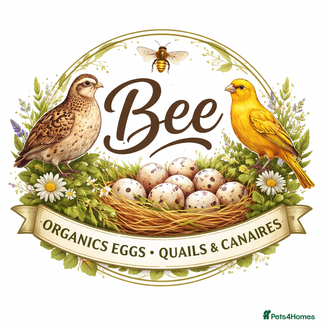 Quail poultry for sale: 3-week-old quails for sale 🐥 in Halifax - Advert 2