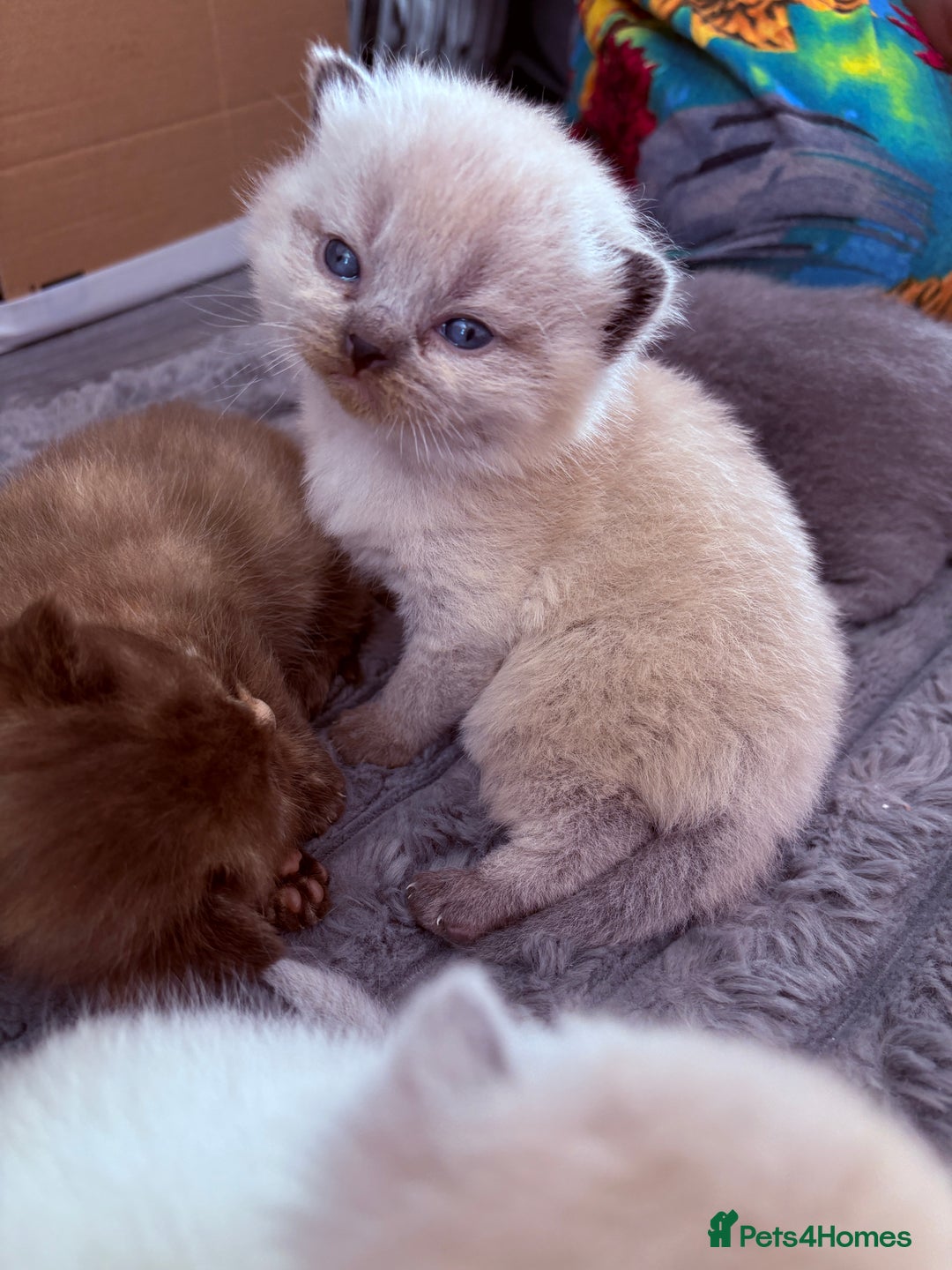 British Shorthair cats for sale: Beautiful GCCF Registered MultiColoured BSH kitte  - Advert 12