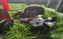 Cocker Spaniel dogs for sale: Show cocker spaniels  - Image 12