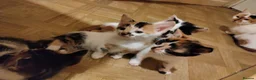 Mixed Breed cats for sale: Beautiful kittens looking for forever homes  - Advert 31