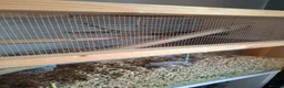 Gerbil rodents for sale: 4 Lovely 1yr Gerbil Sisters and Gerbilarium in Ottery Saint Mary - Advert 10