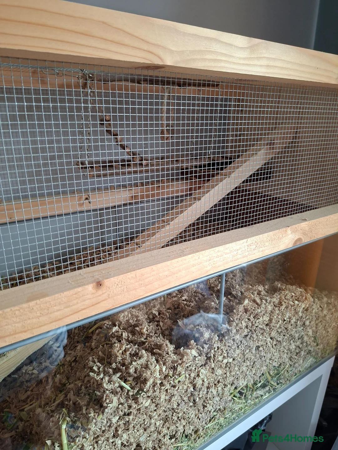 Gerbil rodents for sale: 4 Lovely 1yr Gerbil Sisters and Gerbilarium in Ottery Saint Mary - Advert 10