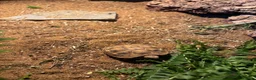Hermann Tortoise reptiles for sale: Hermann’s Tortoise and Tortoise Table in Leeds - Advert 4