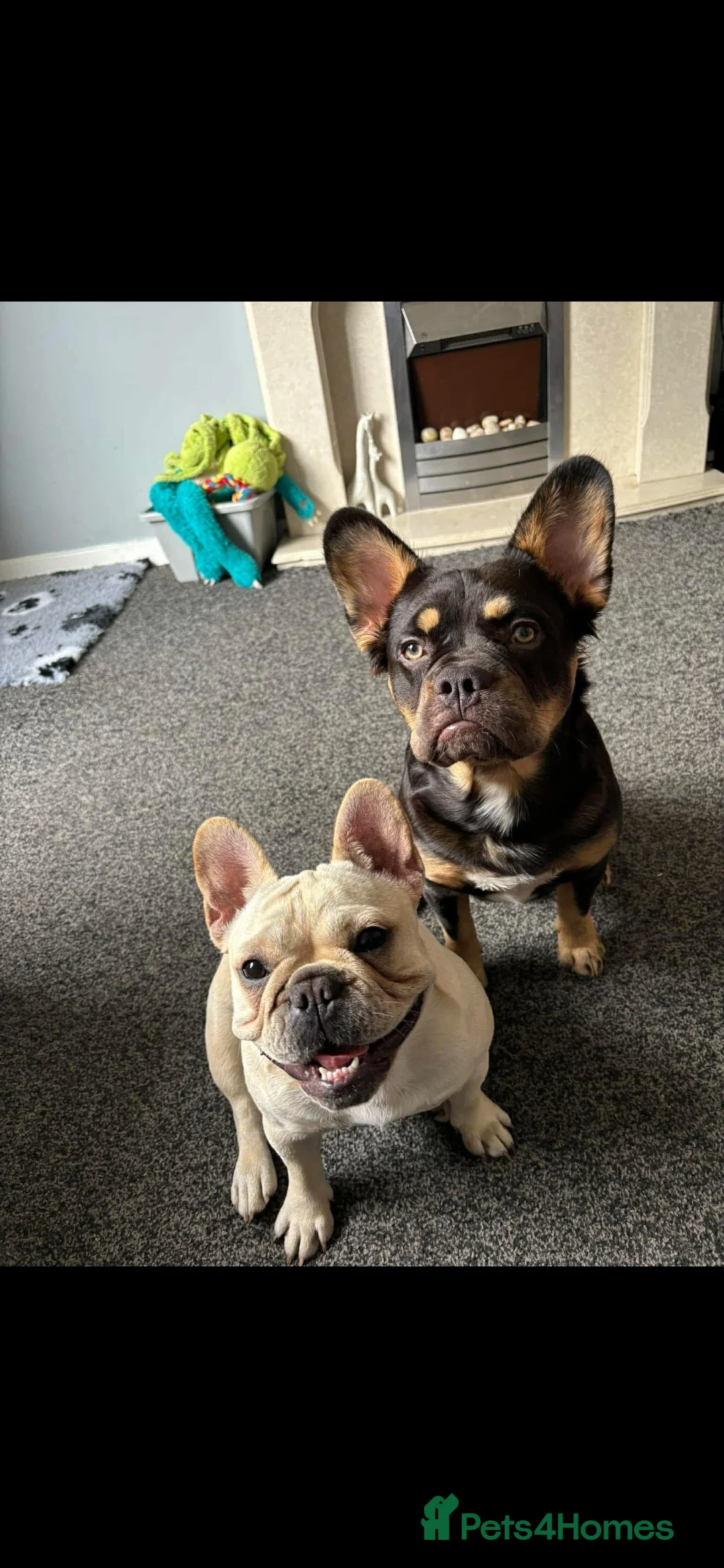 French Bulldog dogs for sale: French bulldog puppies  - Advert 2