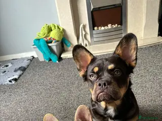 French Bulldog dogs French bulldog puppies - Advert 1