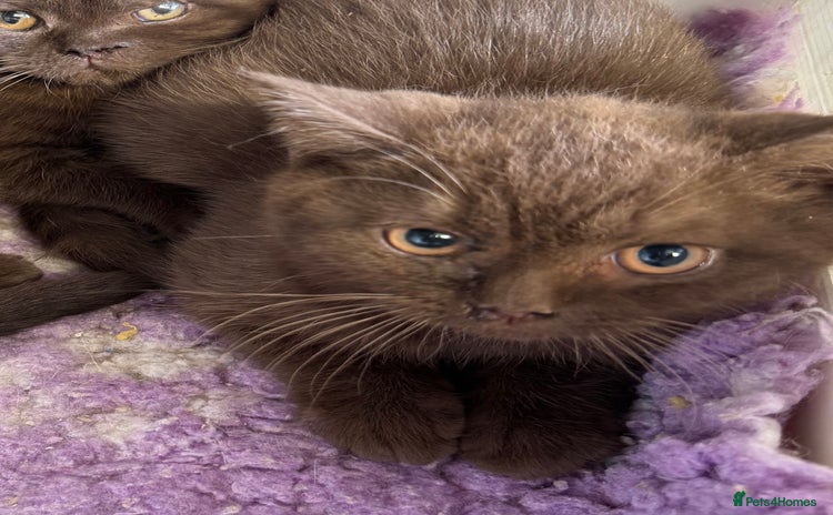British Shorthair cats - Advert 8