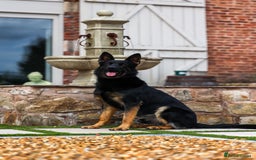 German Shepherd dogs for sale: Pedigree German Shepherd pups for sale - Image 3