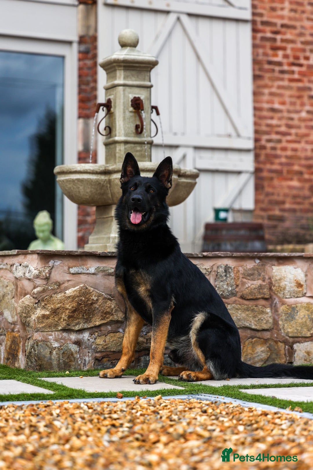 German Shepherd dogs for sale: Pedigree German Shepherd pups for sale - Image 3