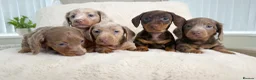 Miniature Dachshund dogs for sale: READY NOW KC Miniature Dachshunds 1 BOY LEFT    - Advert 5