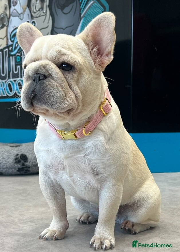 French Bulldog dogs Beautiful French Bulldogs Males  - Advert 9