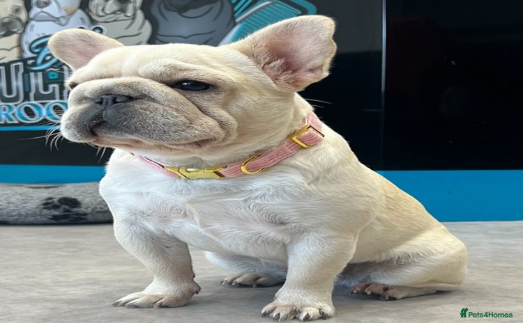 French Bulldog dogs Beautiful French Bulldogs Males  - Advert 10