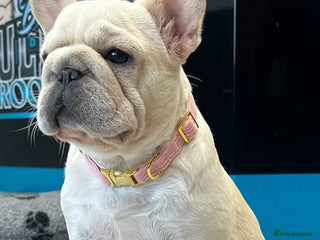 French Bulldog dogs Beautiful French Bulldogs Males - Advert 1