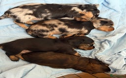 Miniature Dachshund dogs for sale: Family-Raised Miniature Long Haired Doxie Puppies - Image 9