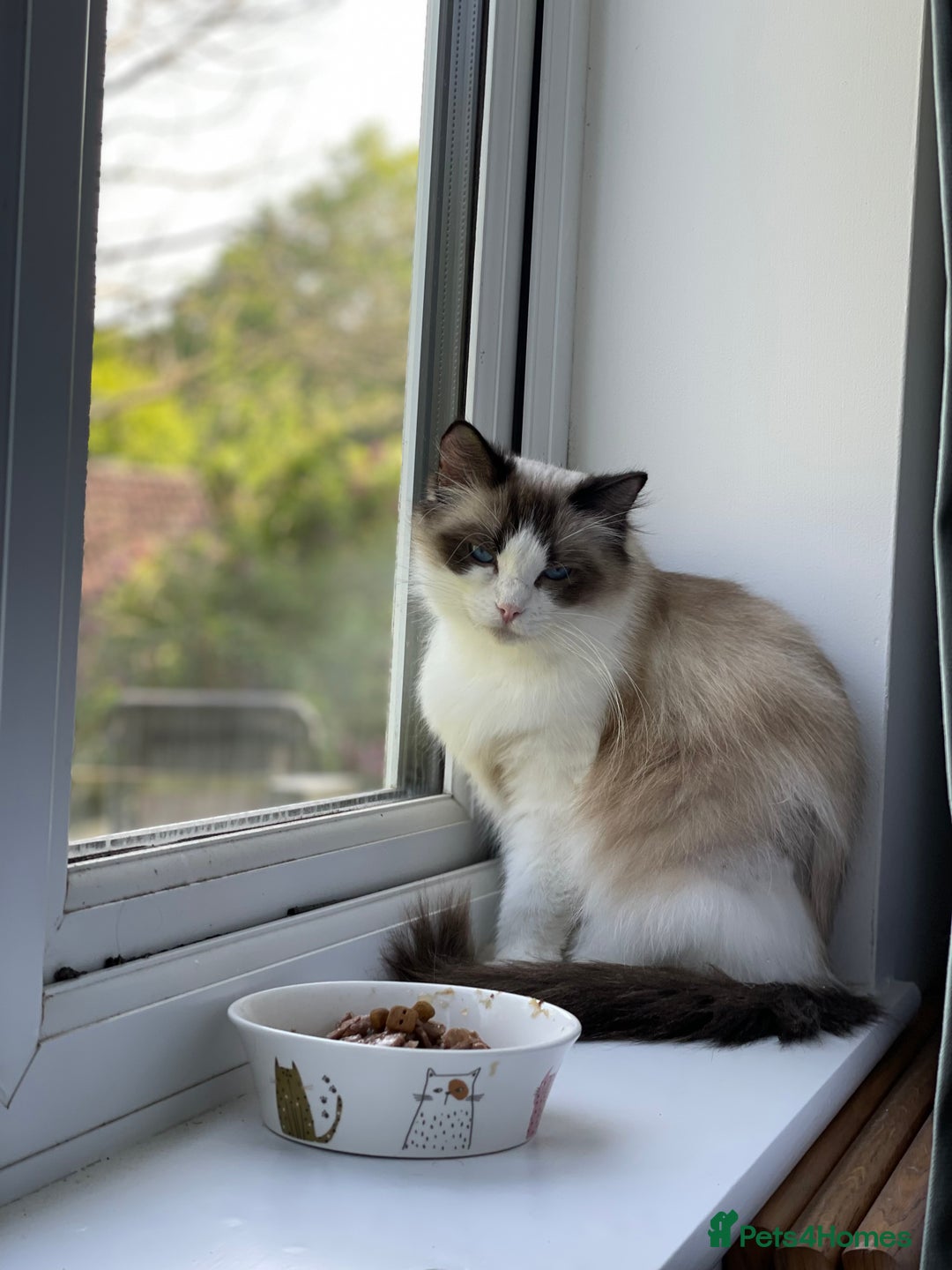 Ragdoll cats for sale: Seal Bicolour Ragdoll - Image 7